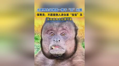 网红方脸猴大壮突发疾病离世